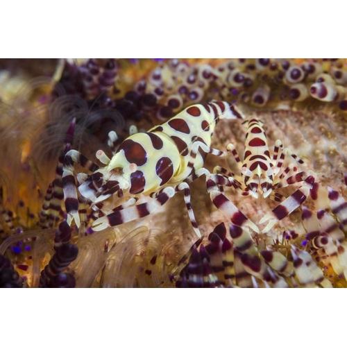 Indonesia, Lembeh Strait Shrimp and sea urchin